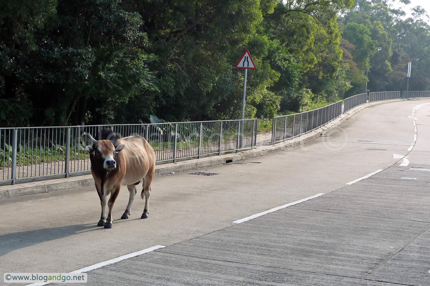 Lantau Trail - Famous buffalo